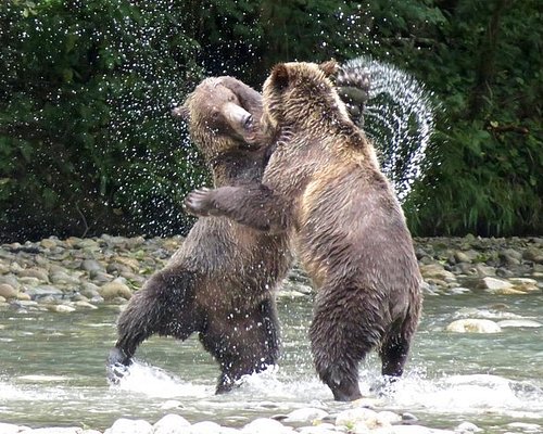 BIG ANIMAL ENCOUNTERS (Campbell River) - 2023 What to Know BEFORE You Go BIG ANIMAL ENCOUNTERS (Campbell River) - 2023 What to Know BEFORE You Go
