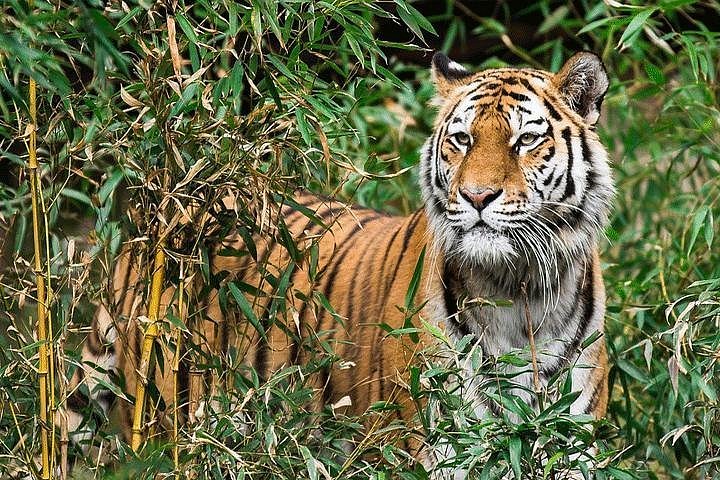 The best places to see tigers in the wild in 2022 – Lonely Planet