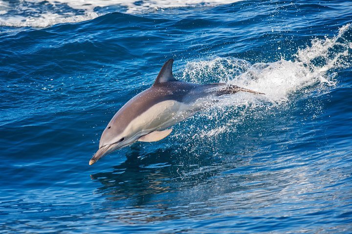 2024 Dolphin Watching Tour and Güi Güi Beach