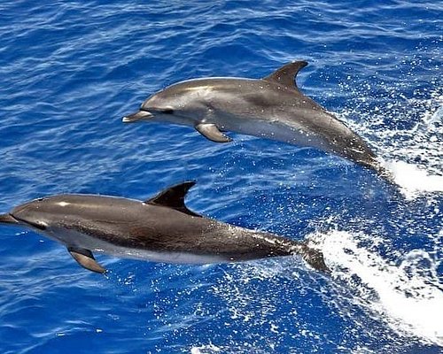 dolphin trip puerto rico gran canaria