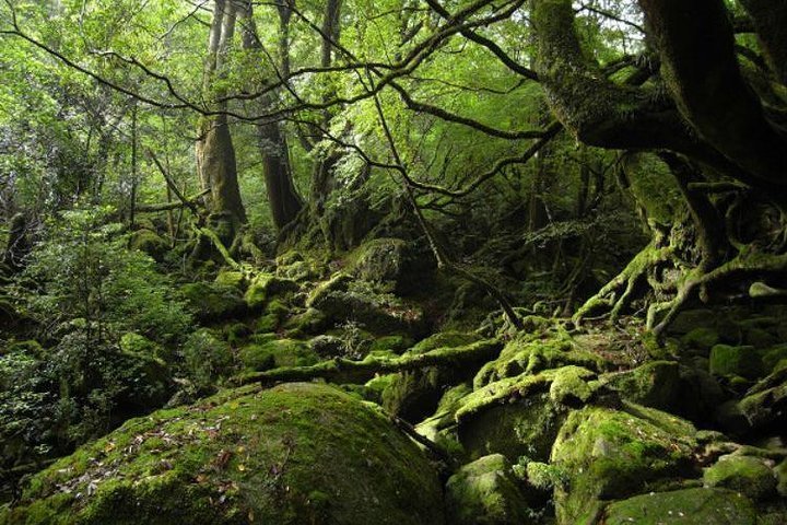 2023 Shiratani-Unsuikyo Trekking Tour in Yakushima Island