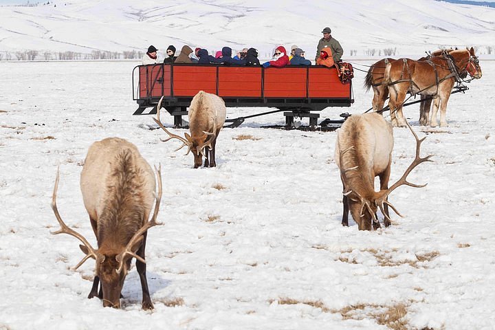 jackson hole safari tour