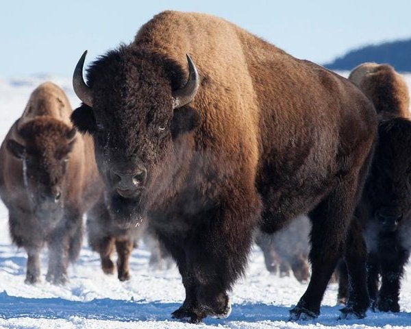 Jackson Hole & Greater Yellowstone Visitor Center - All You Need to ...