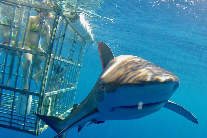 2024年 North Shore Shark Adventures - 出発前に知っておくべきことすべて - トリップアドバイザー