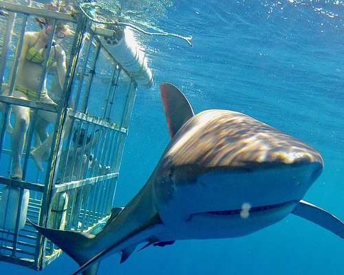 25 unforgettable Sharks moments