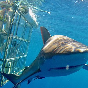 shark tours north shore