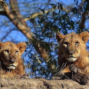 karibu safaris in kenya reviews