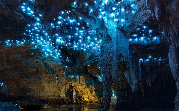 Tripadvisor Visite De La Grotte Des Vers Luisants Dans La Grotte De Footwhistle à Waitomo