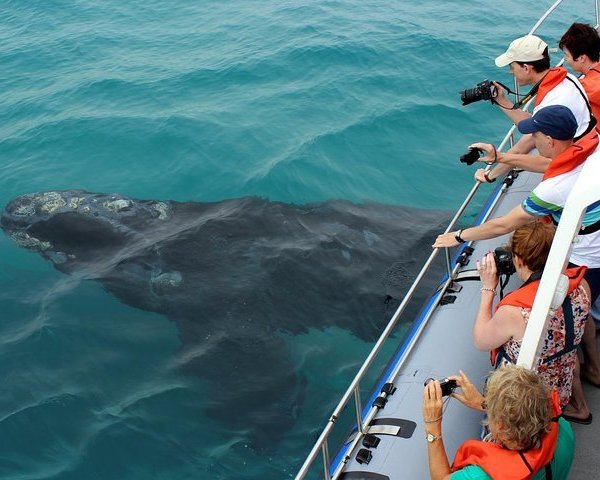 Khoisan Whale & Marine Museum (Whalemark Building) (Parow): All You ...