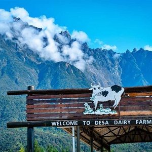 Desa dairy farm website