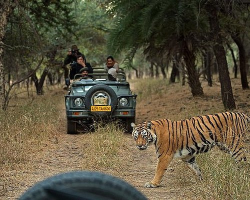 THE 10 BEST New Delhi Safaris (Updated 2024) - Tripadvisor