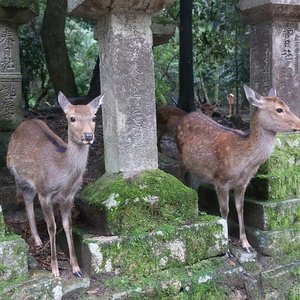 21年 奈良市で絶対外さないおすすめ観光スポットトップ10 定番から穴場まで トリップアドバイザー