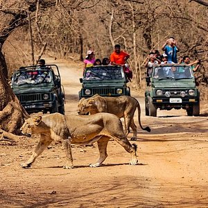 girnar nature safari booking