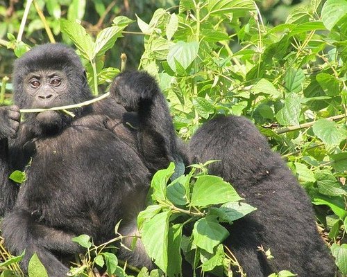 nature tourism in uganda