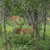 kalaharidrey