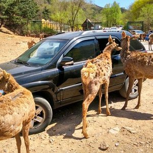 BADALING WILDLIFE PARK (Beijing) - All You Need to Know BEFORE You Go ...