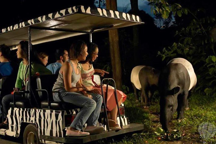 2023 Singapore Night Safari Tour with Tram Ride