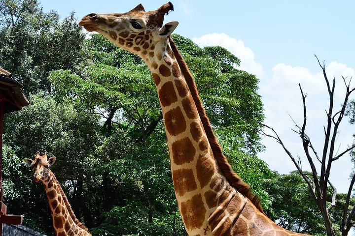 2024 Giraffe Center Half-Day Trip from Nairobi