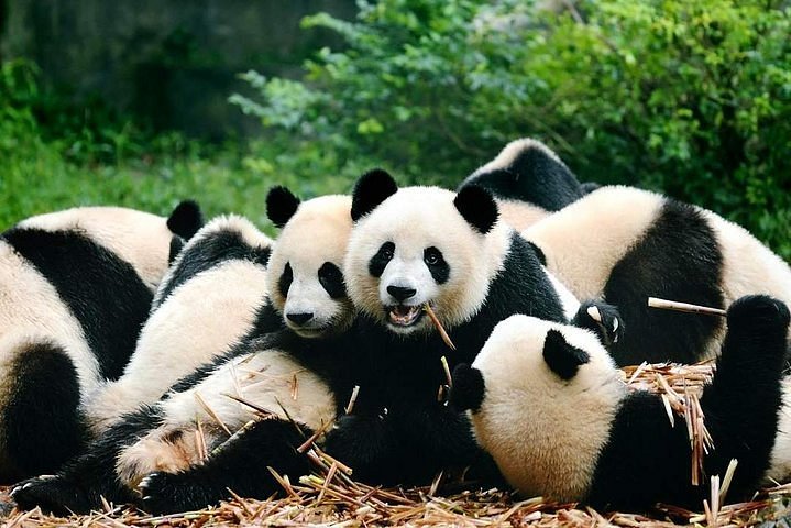 China Panda 2: jogo de dois pandas