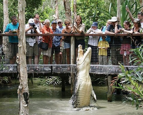 cairns night tours