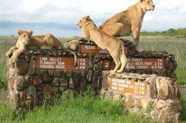 2024 Nairobi Nairobi National Park Tripadvisor   Caption 