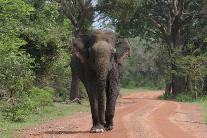 LES 10 MEILLEURES Choses à Faire à Sri Lanka : 2023 (avec Photos)