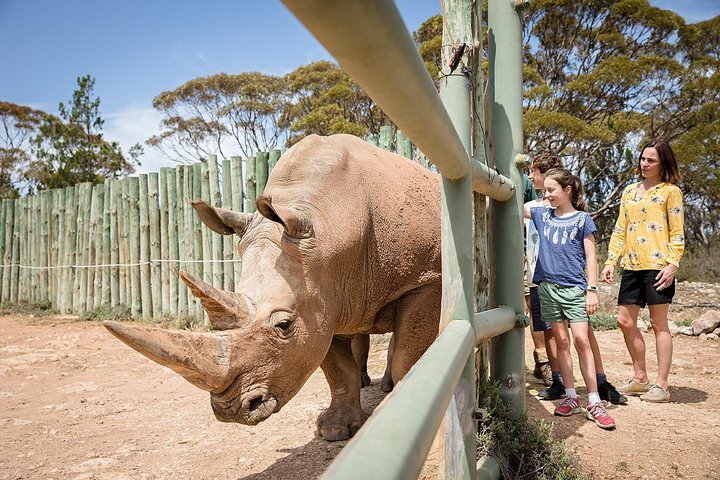 2023 Black and White Rhino Interactive and Day at Monarto Safari Park