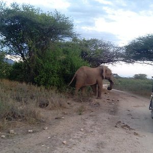 wildlife safari kenya ltd nairobi services