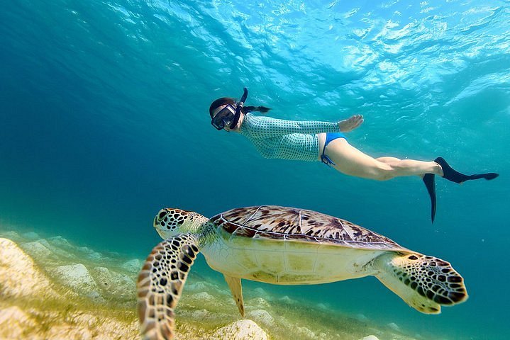 Jet Snorkel-Snorkeling with Turtles