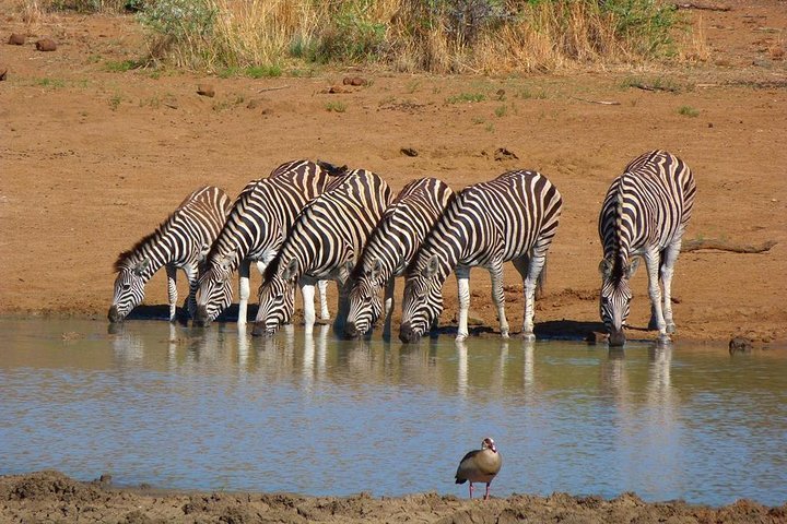 2024 Pilanesberg Game Reserve 6 Hour Sunrise Safari from Johannesburg ...