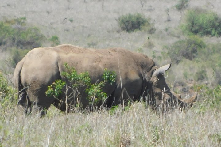 big five safari mombasa