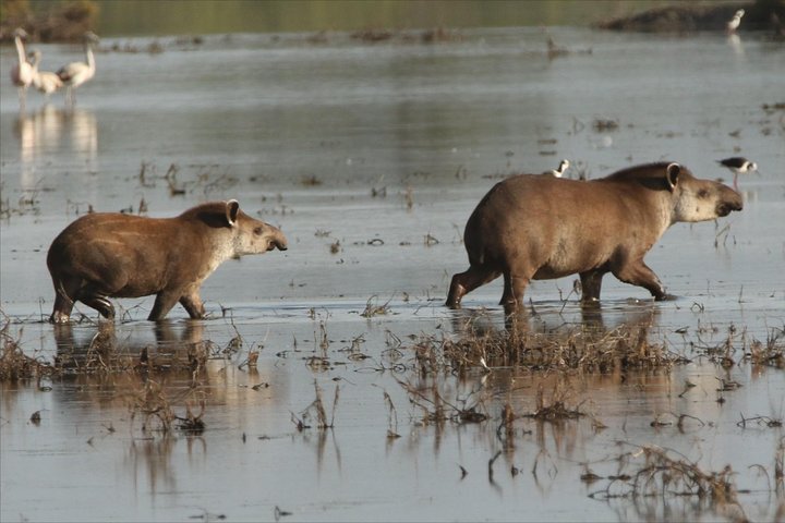 Tripadvisor D couverte de la faune du Chaco propos par Wildlife