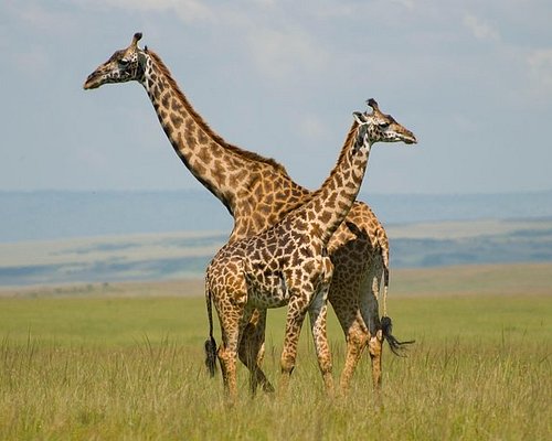 jocky tours & safaris nairobi