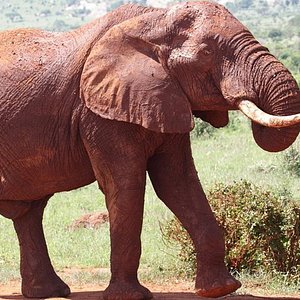 Red buffalo of Tsavo! Among the Big Five (Lion, elephant, buffalo,  leopard,Rhino), most dangerous especially a lone male! - Picture of Tsavo  National Park East, Coast Province - Tripadvisor