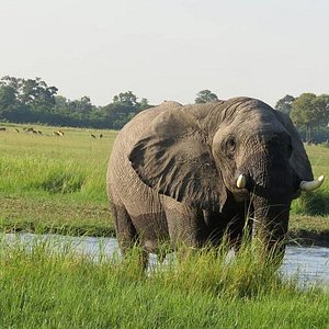 The 5 Best Things To Do In Okavango Delta 2021 With Photos Tripadvisor