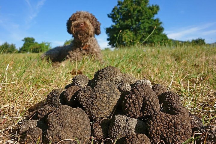 Tripadvisor | Caza de trufas con perro y cazador, degustaci\u00f3n de ...