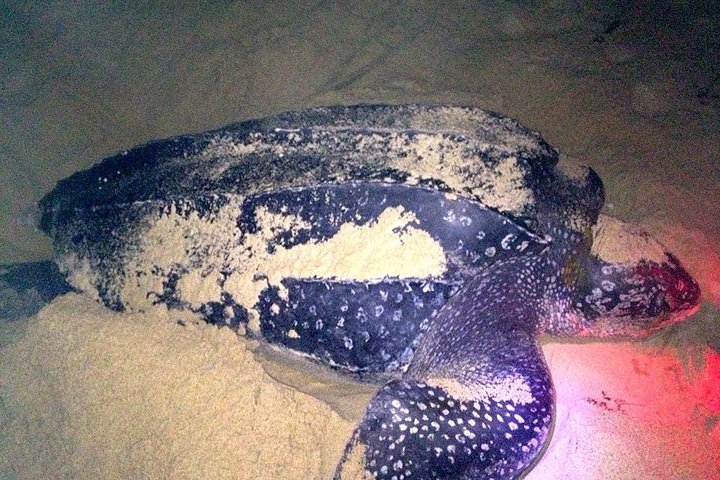 2023 3 Day 2 Night Sea Turtle Nesting Expedition - Reserve Now