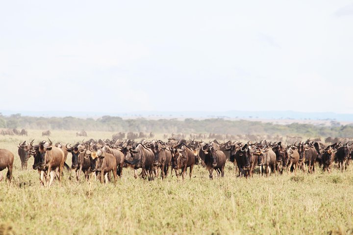 2024 9 Day Serengeti Migration Footsteps Tanzania Safari   Caption 