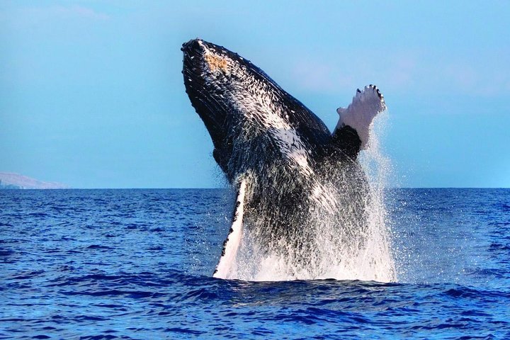 2024 West Oahu Whale-Watching Excursion