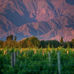 Winery Nanni (Cafayate) - All You Need to Know BEFORE You Go