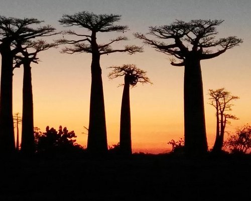tour guide madagascar 2