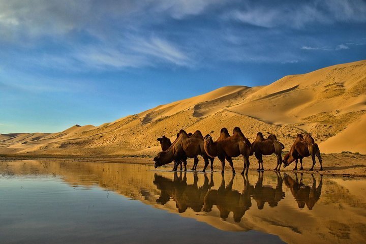 Gobi Desert (Mongolia) - All You Need To Know BEFORE You Go