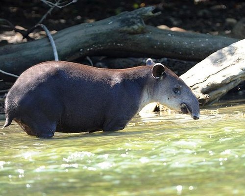 Corcovado Adventures, Drake – Preços atualizados 2023