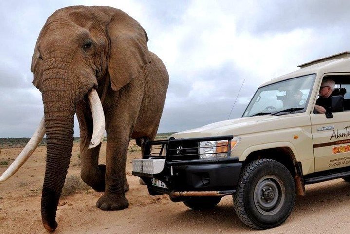 Tripadvisor Addo Elephant National Park Von Port Elizabeth Fd01 Zur Verfügung Gestellt Von 9281