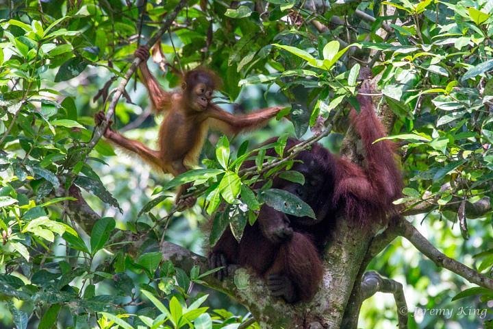 2024 2D1N Sandakan Private Tour With Kinabatangan River Cruise