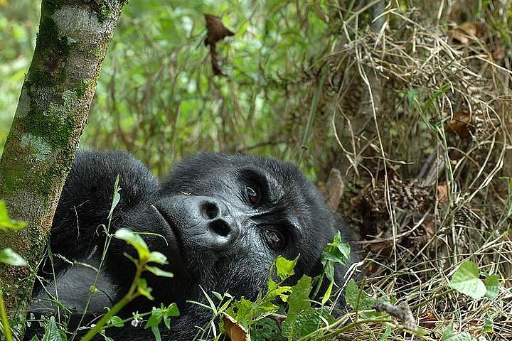 Tripadvisor | Aventura de gorilas en Uganda de 6 días (vuelo) ofrecido por  Nkuringo Walking Safaris | Entebbe