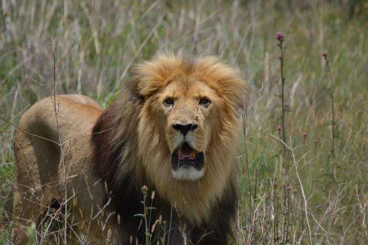 Dinokeng Safari Game Drive | Sandton, South Africa