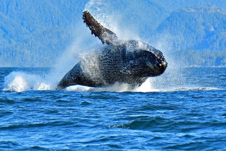 2023 Beautiful Sitka Marine Wildlife Photo Tour