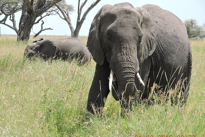 safari serengeti 2 jours