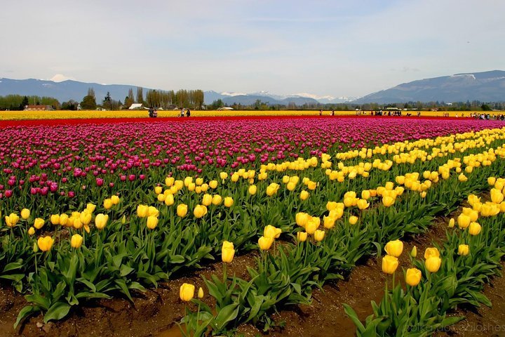 2024 6-Days Tour Package of Kashmir from Srinagar